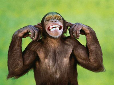 Cheeky+Monkey